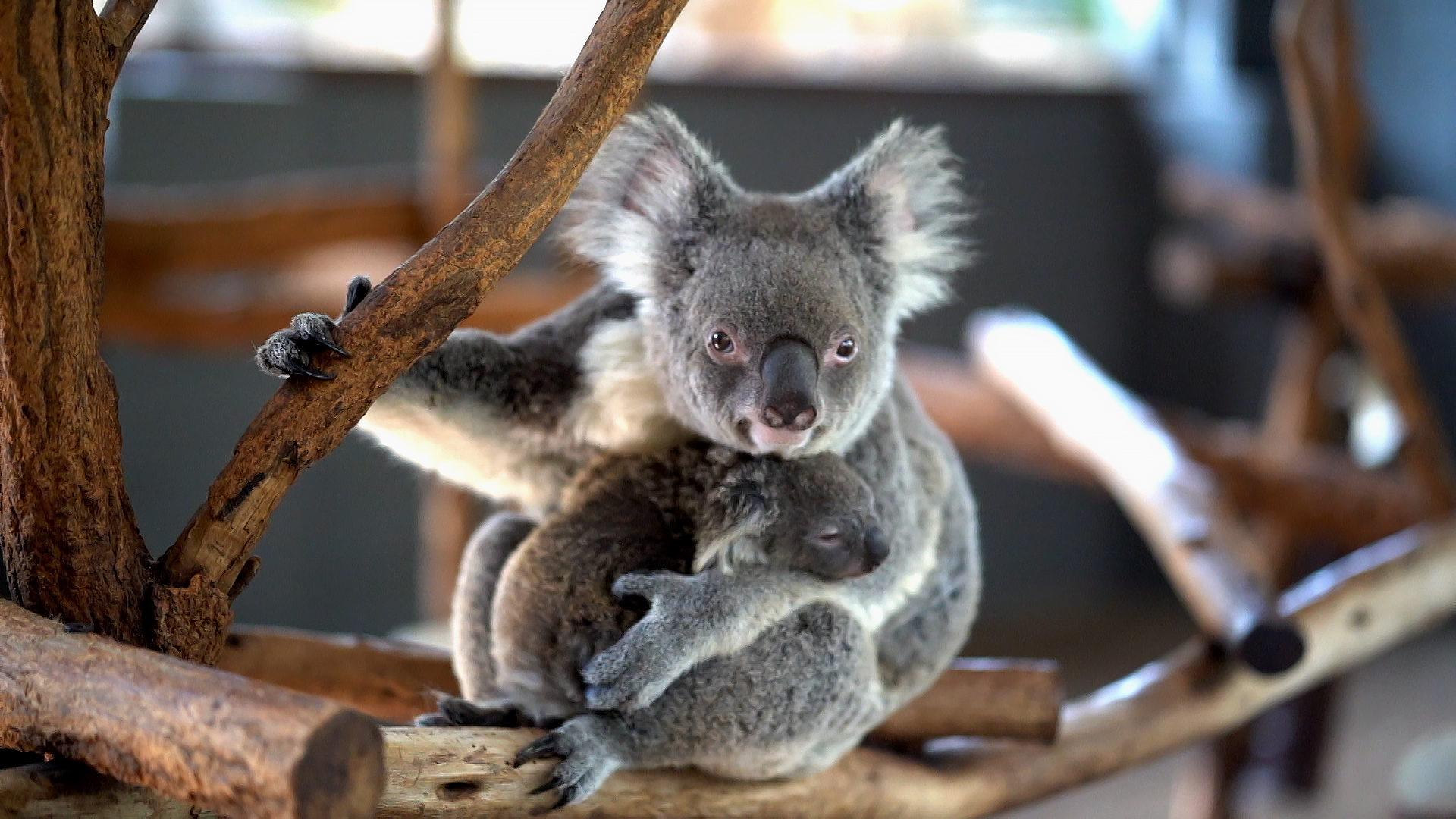 Спасти планету – афиша