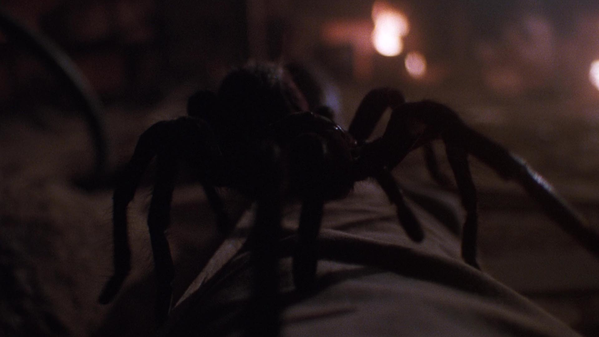 Страшный паук из фильма