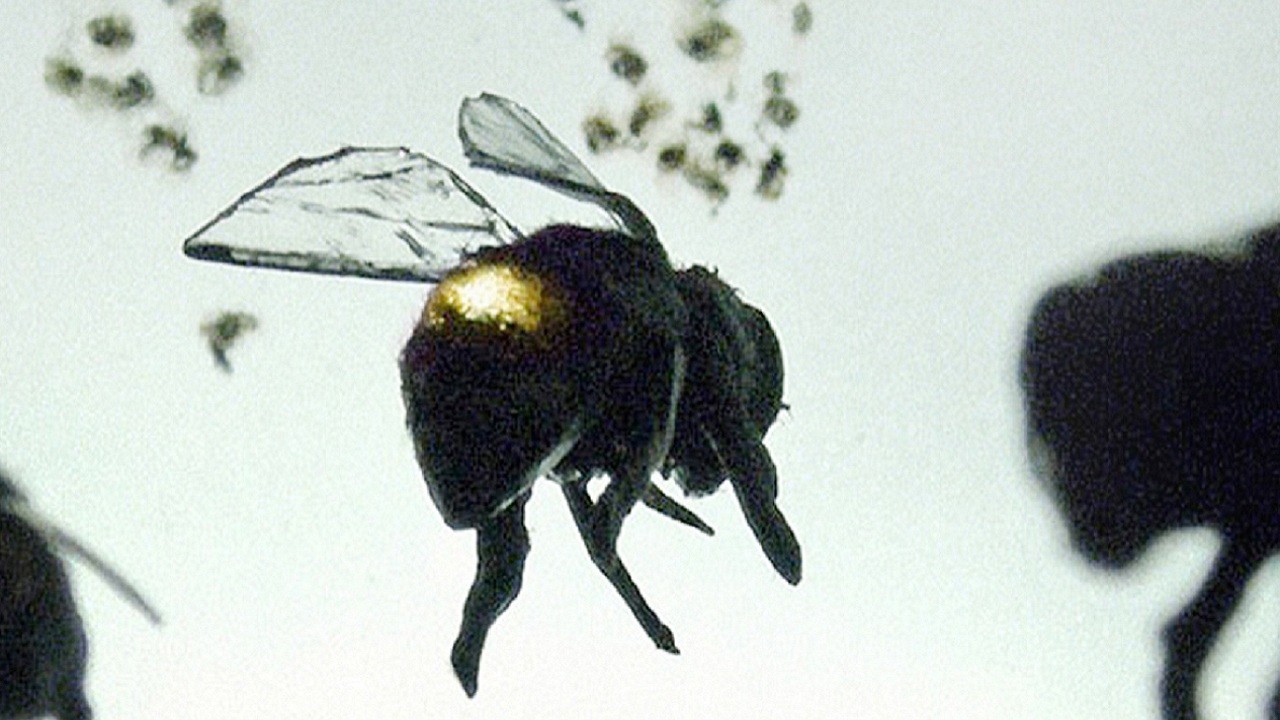Исчезновение пчел – афиша