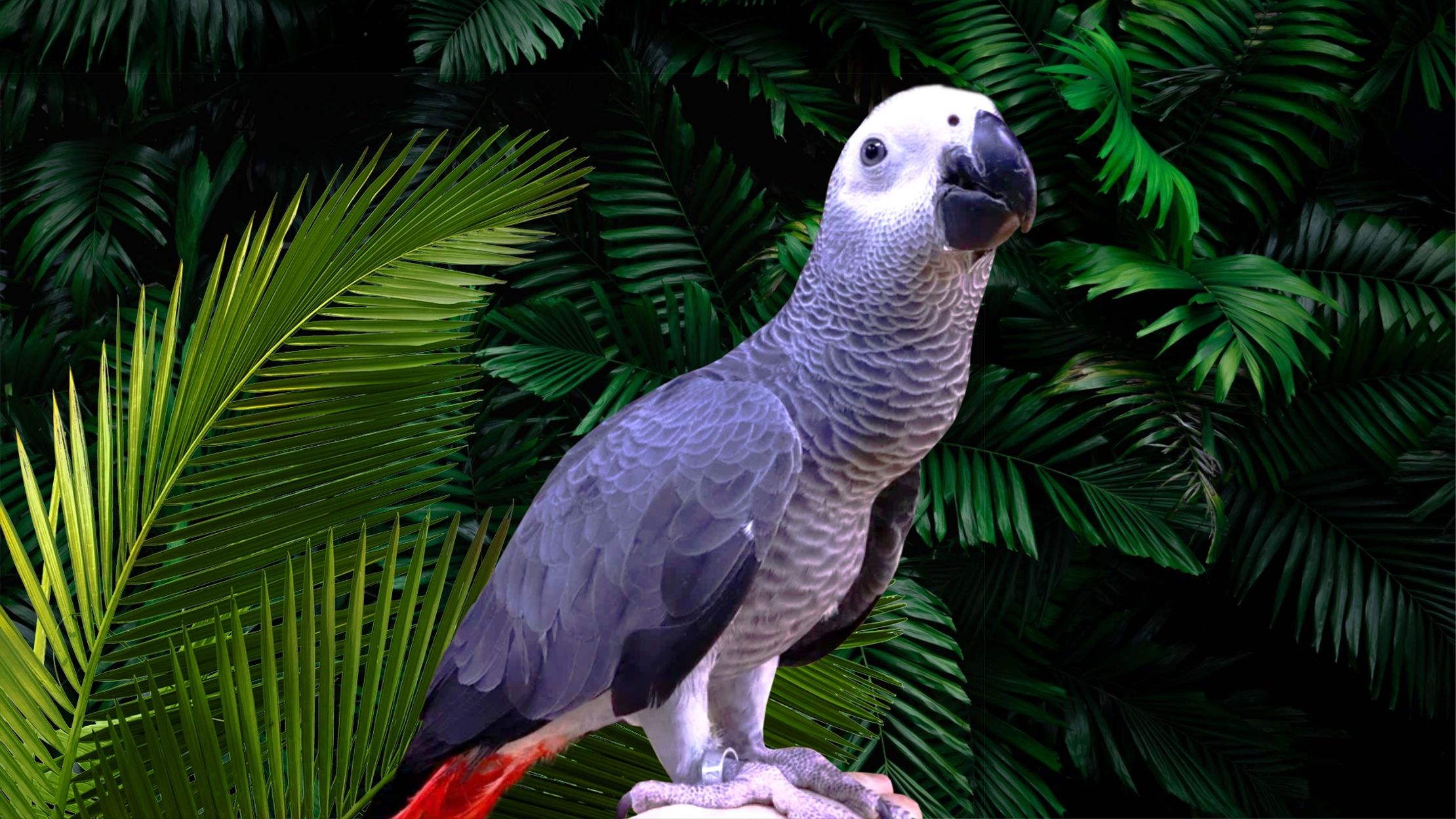 Зоопарк «101 Попугай» – афиша