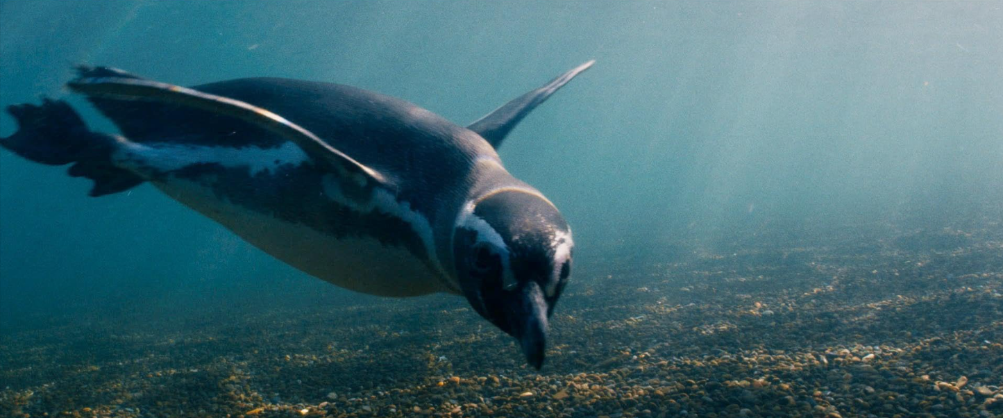 Мой пингвин – афиша