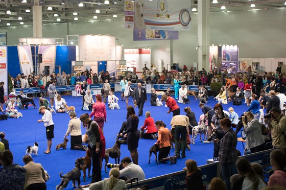 XXII Интернациональная выставка собак всех пород «Россия-2015» – афиша