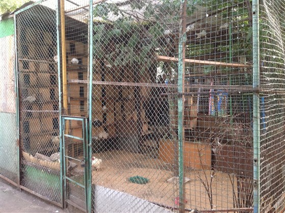 Двор-зоопарк – афиша