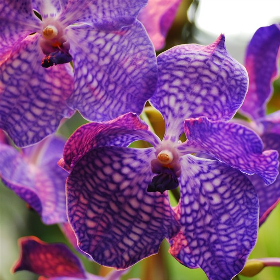 III Зимний фестиваль орхидей – афиша