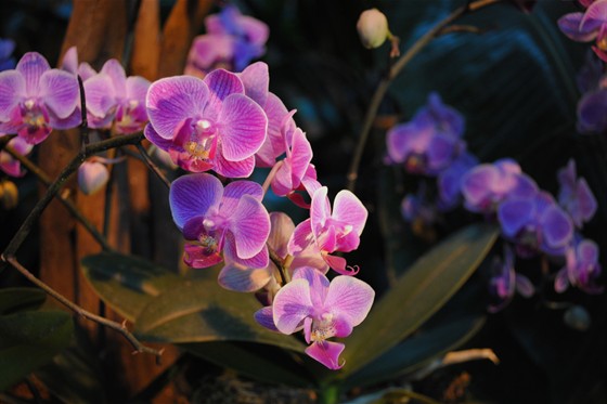 Зимний фестиваль орхидей – афиша