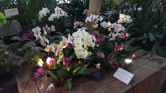 V Зимний фестиваль орхидей – афиша