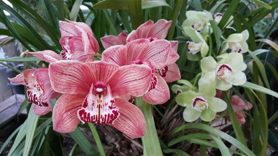 VII Фестиваль орхидей, хищных растений и растений пустынь «Тропическая зима» – афиша
