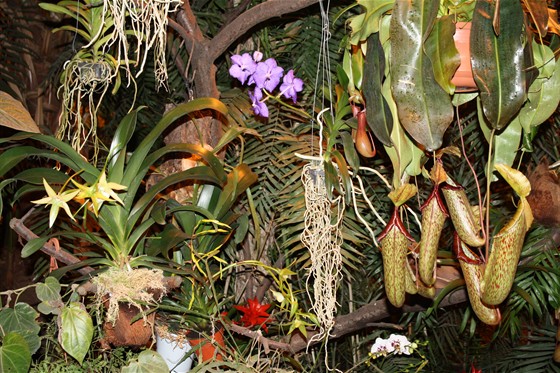 II Зимний фестиваль орхидей – афиша