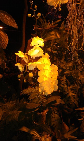 IV Зимний фестиваль орхидей – афиша