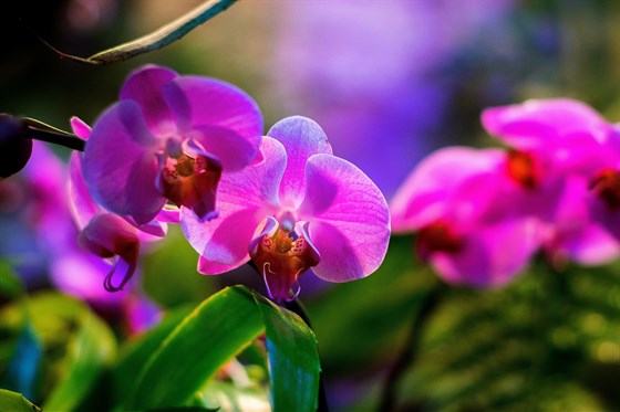 VII Фестиваль орхидей, хищных растений и растений пустынь «Тропическая зима» – афиша