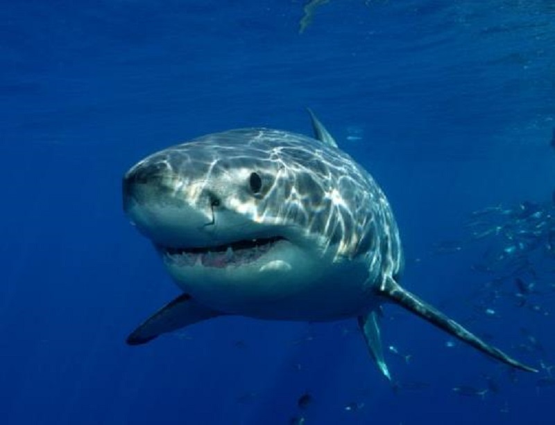 10 самых опасных акул – афиша
